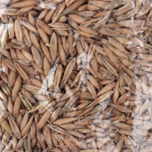 Овес "Перрико" для птиц и грызунов, 200 г Овес "Перрико" для птиц и грызунов, 200 г