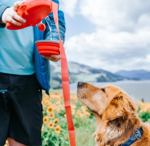 Многофункциональный поводок для собак 5 Pet Essentials All-In-One Многофункциональный поводок для собак 5 Pet Essentials All-In-One