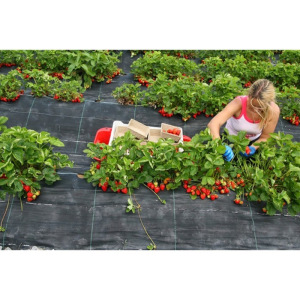 Агротекстиль Agrojutex, плотность 100 г/м², 1,05 × 100 м, цвет чёрный Агротекстиль Agrojutex, плотность 100 г/м², 1,05 × 100 м, цвет чёрный