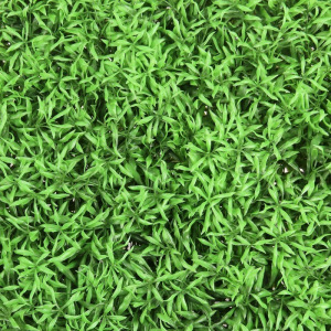 Декоративная панель, 40 × 60 см, «Пятилистник» Декоративная панель, 40 × 60 см, «Пятилистник»