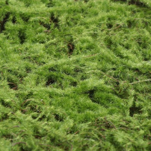 Декоративная панель, 50 × 50 см, «Мох» Декоративная панель, 50 × 50 см, «Мох»