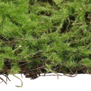 Декоративная панель, 50 × 50 см, «Мох» Декоративная панель, 50 × 50 см, «Мох»