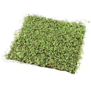 Декоративная панель, 50 × 50 см, «Ряска» Декоративная панель, 50 × 50 см, «Ряска»