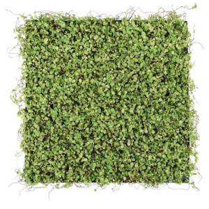 Декоративная панель, 50 × 50 см, «Ряска» Декоративная панель, 50 × 50 см, «Ряска»