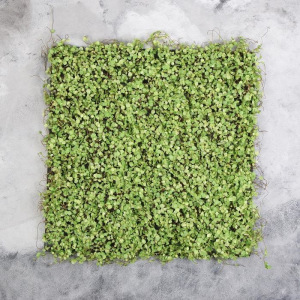 Декоративная панель, 50 × 50 см, «Ряска» Декоративная панель, 50 × 50 см, «Ряска»