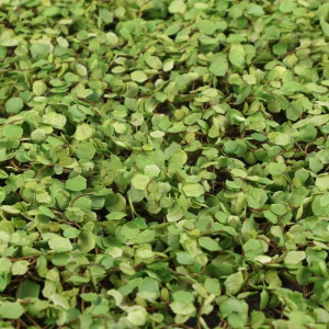 Декоративная панель, 50 × 50 см, «Ряска» Декоративная панель, 50 × 50 см, «Ряска»