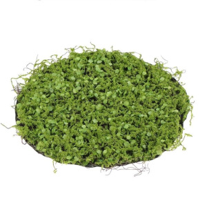 Декоративная панель, d = 35 см, «Мох с ряской» Декоративная панель, d = 35 см, «Мох с ряской»