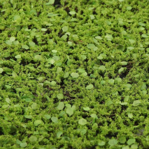 Декоративная панель, d = 35 см, «Мох с ряской» Декоративная панель, d = 35 см, «Мох с ряской»