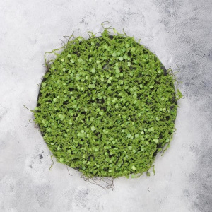 Декоративная панель, d = 35 см, «Мох с ряской» Декоративная панель, d = 35 см, «Мох с ряской»