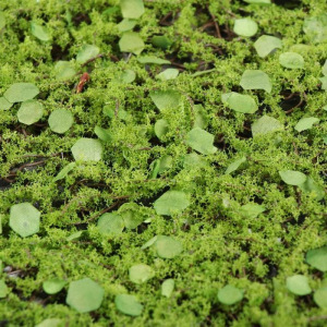 Декоративная панель, d = 50 см, «Мох с ряской» Декоративная панель, d = 50 см, «Мох с ряской»