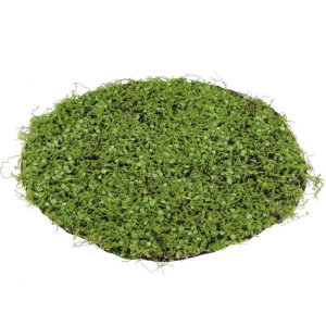 Декоративная панель, d = 60 см, «Мох с ряской» Декоративная панель, d = 60 см, «Мох с ряской»