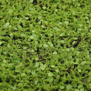 Декоративная панель, d = 60 см, «Мох с ряской» Декоративная панель, d = 60 см, «Мох с ряской»