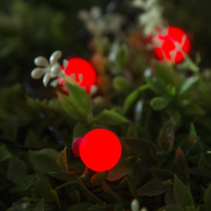 Гирлянда "Нить" 4.5 м с насадками "Шарики", IP44, тёмная нить, 30 LED, свечение красное, 2 режима, солнечная батарея Гирлянда "Нить" 4.5 м с насадками "Шарики", IP44, тёмная нить, 30 LED, свечение красное, 2 режима, солнечная батарея