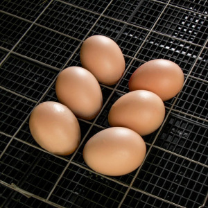 Инкубатор бытовой «Золушка», на 98 яиц, автоматический переворот, 220 В/12 В Инкубатор бытовой «Золушка», на 98 яиц, автоматический переворот, 220 В/12 В