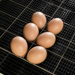 Инкубатор бытовой «Золушка», на 98 яиц, автоматический переворот, 220 В/12 В Инкубатор бытовой «Золушка», на 98 яиц, автоматический переворот, 220 В/12 В