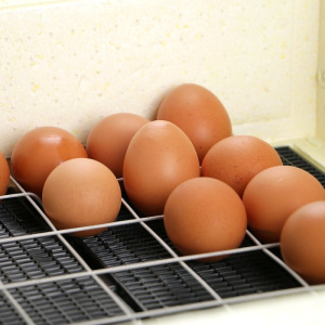 Инкубатор бытовой «Золушка», на 98 яиц, автоматический переворот, 220 В Инкубатор бытовой «Золушка», на 98 яиц, автоматический переворот, 220 В