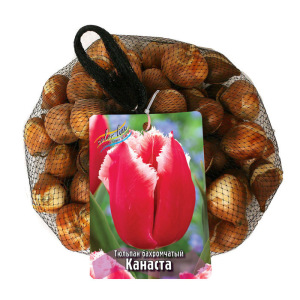 Тюльпан "Даббл Бьюти оф Апельдорн" 45см, р/р 11/12, сетка 50 шт Тюльпан "Даббл Бьюти оф Апельдорн" 45см, р/р 11/12, сетка 50 шт