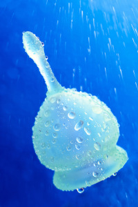 Менструальная чаша Satisfyer Feel Good, 2 шт в наборе, Силикон, Зеленый Менструальная чаша Satisfyer Feel Good, 2 шт в наборе, Силикон, Зеленый