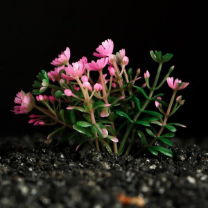 Растение искусственное аквариумное, 5 см, розово-зелёное